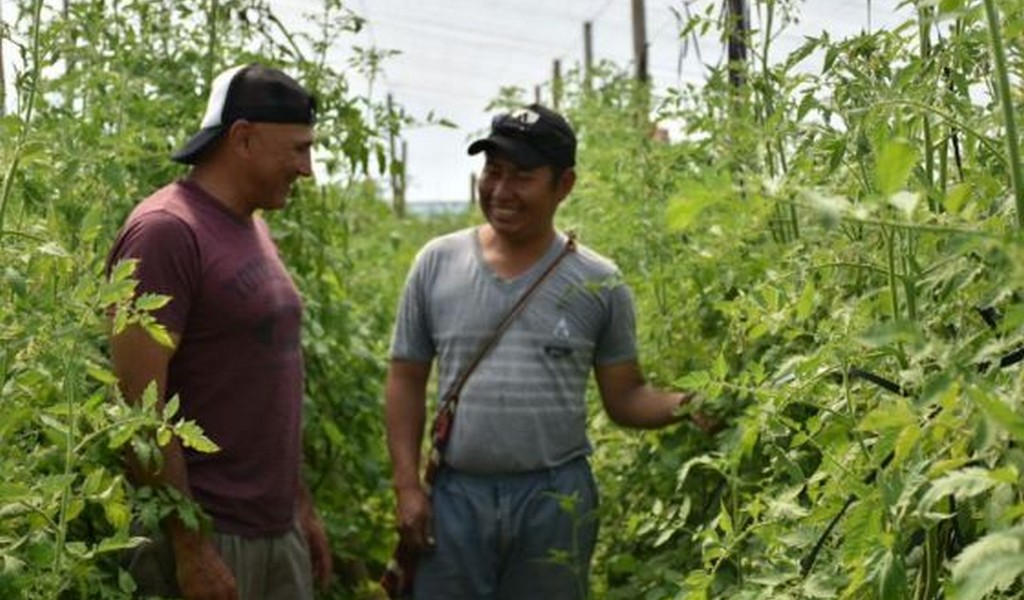 Misión La Paz. El primer invernadero wichí ya produce tomates