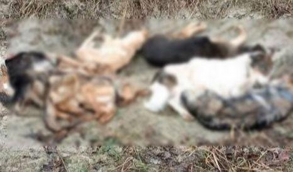 Hallaron perros faenados en un basural de El Carril: iniciarán investigaciones